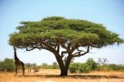 True African experience at Mana Pools