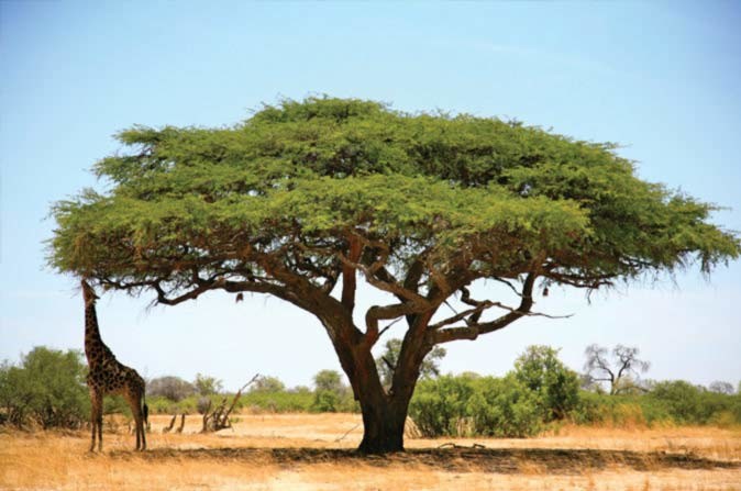 True African experience at Mana Pools