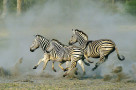 Hwange, Zimbabwe’s flagship National park