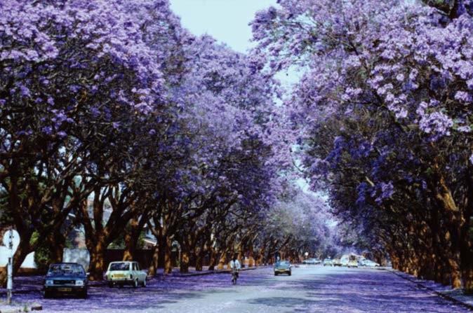 Harare, the sunshine city